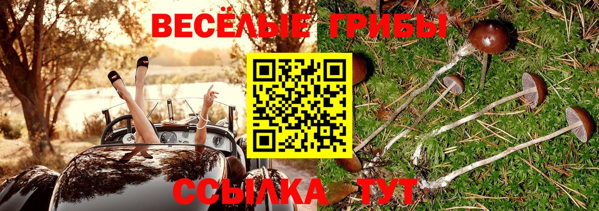 Галлюциногенные грибы Psilocybe Череповец